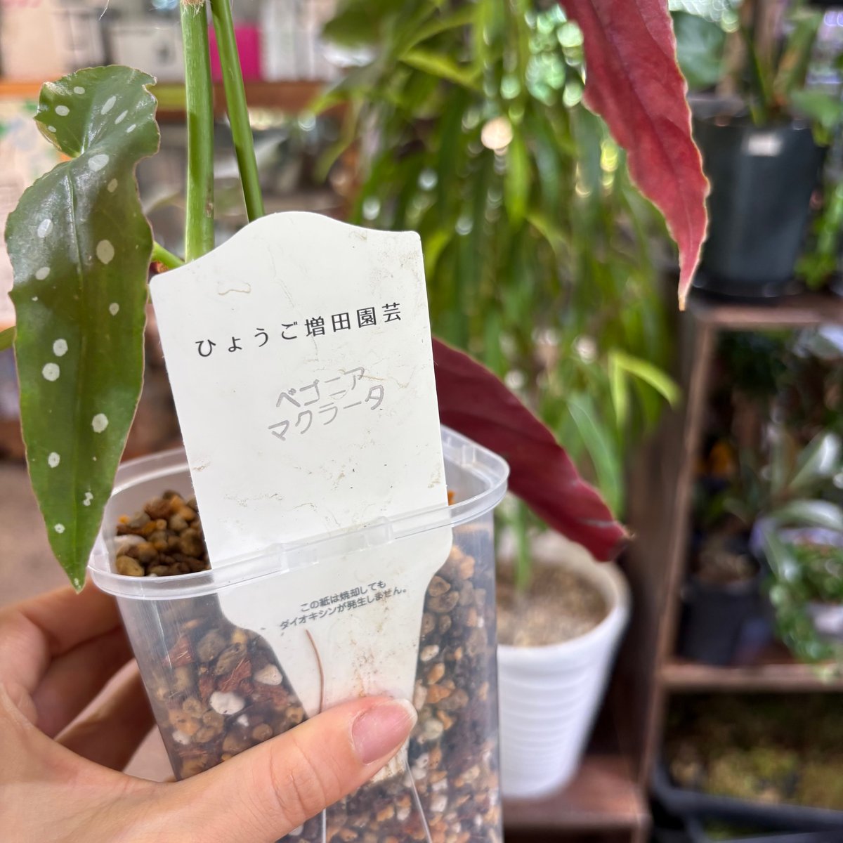 ベゴニア マクラータ | hanatsumugi GREEN