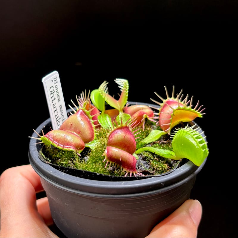 ハエトリソウ たらこ唇 激レア ？？ 【公式通販】