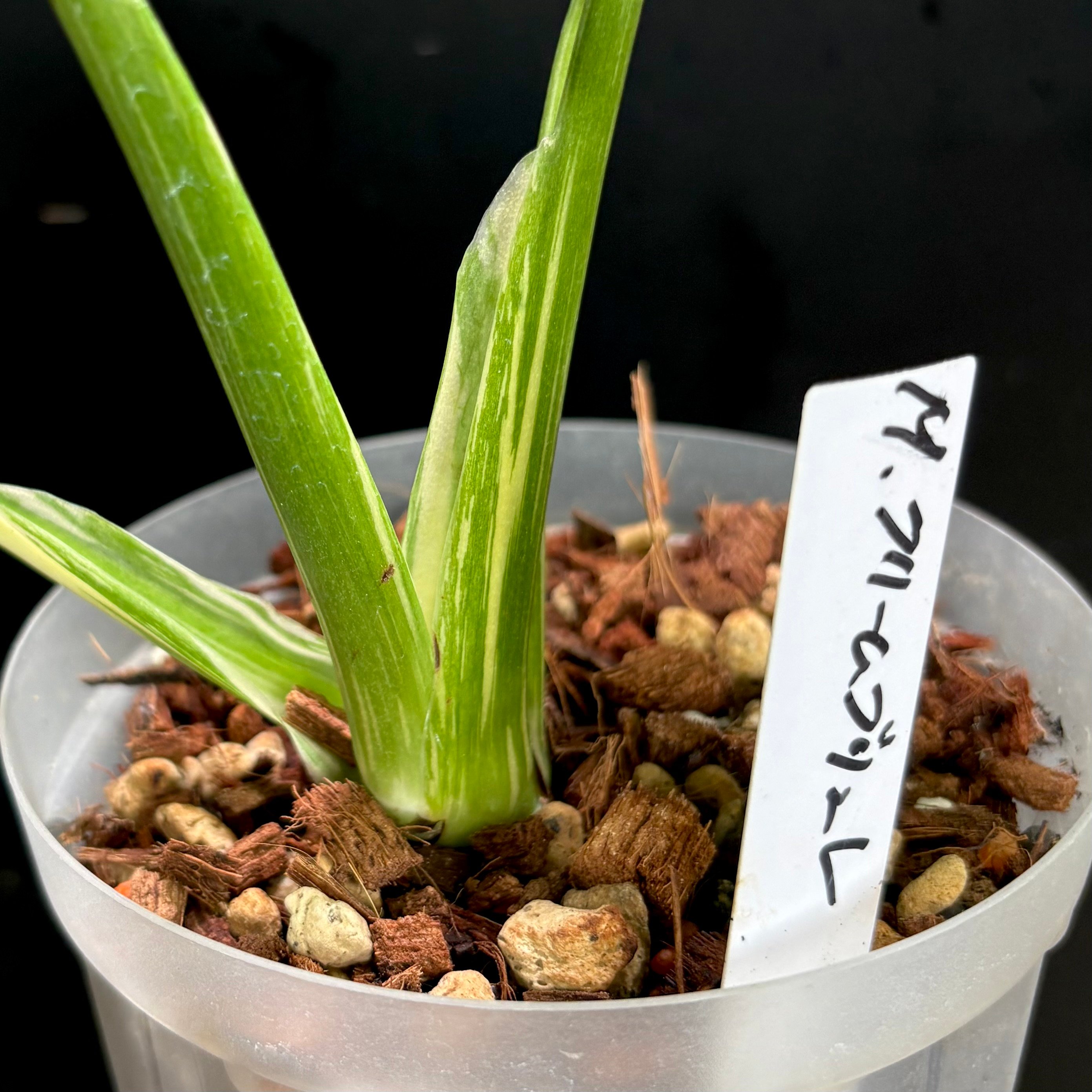 Monstera Creme Brulee クリームブリュレ Monstera 'Creme Brulee'(1点物:no.1) | hanatsumugi