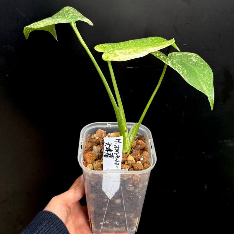Monstera deliciosa 'White Monster'(天津蘭) (1点物:no