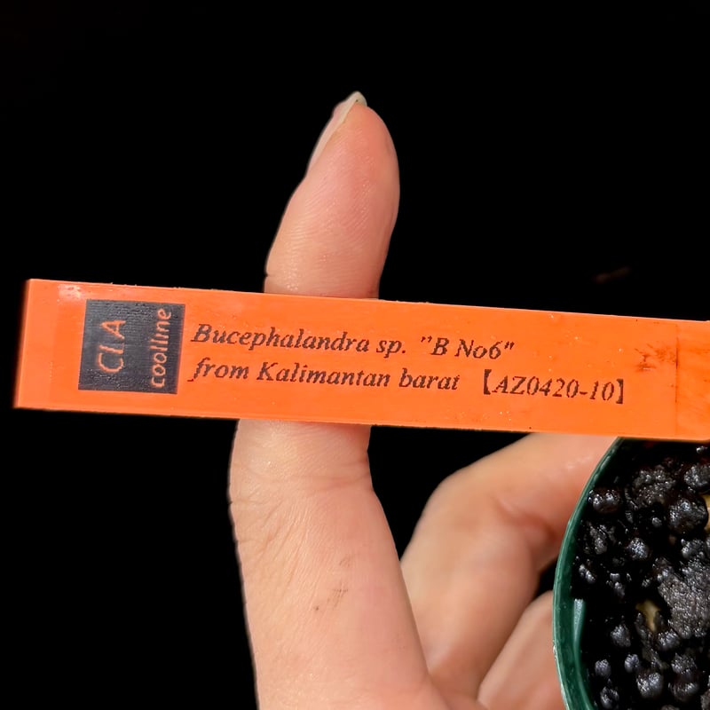 CLA】Bucephalandra sp. 