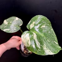 アンスリウム ハイブリッド斑入り② | hanatsumugi GREEN