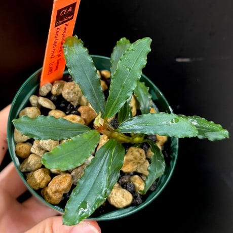 ブセファランドラ29種セット ブセファランドラのおすすめ人気商品一覧 通販 - Yahoo!ショッピング