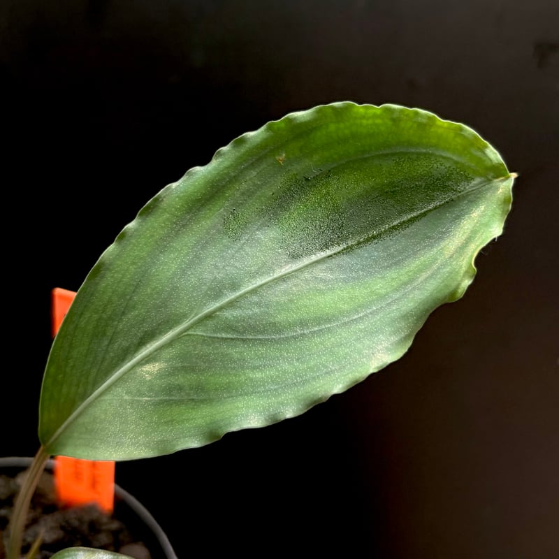CLA】Bucephalandra sp. 