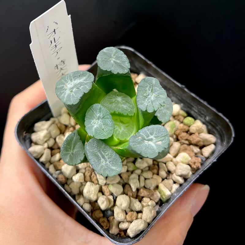 ハオルチア 特大大窓万象 | hanatsumugi GREEN