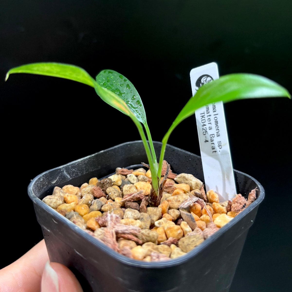 Homalomena sp. Sumatera Barat TK0425-4【Homa-001