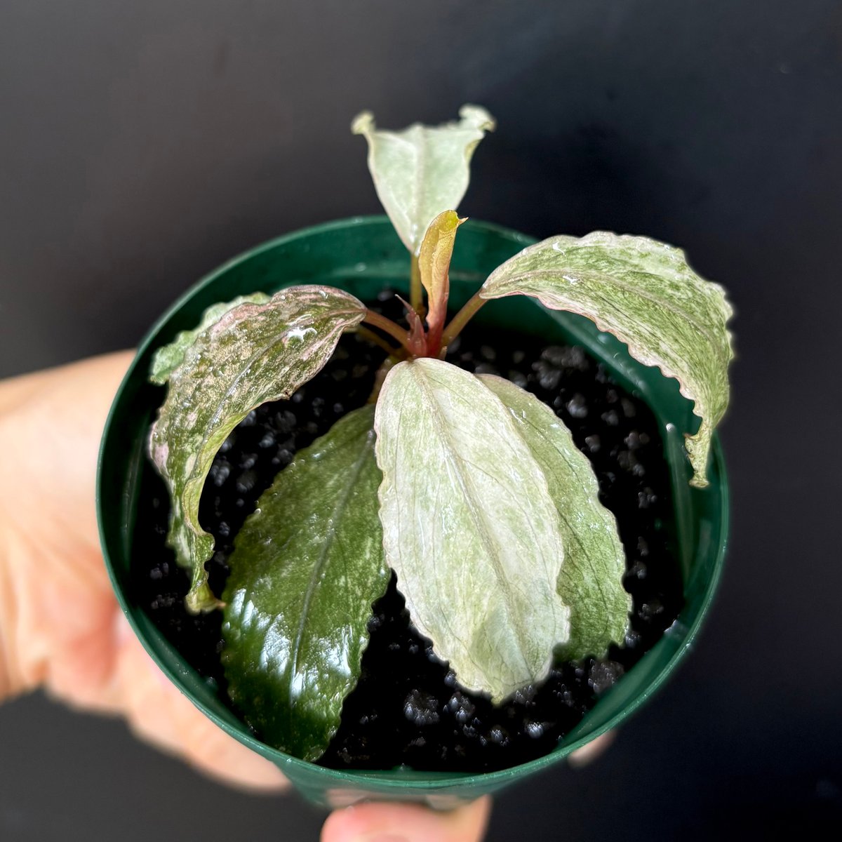 み*！様 Bucephalandra sp. pink variegata Bucephalandra sp. 