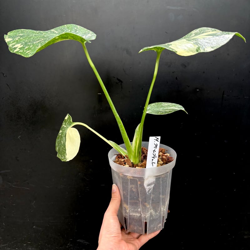 Monstera 'Creme Brulee'(1点物:no.1) | hanatsumugi