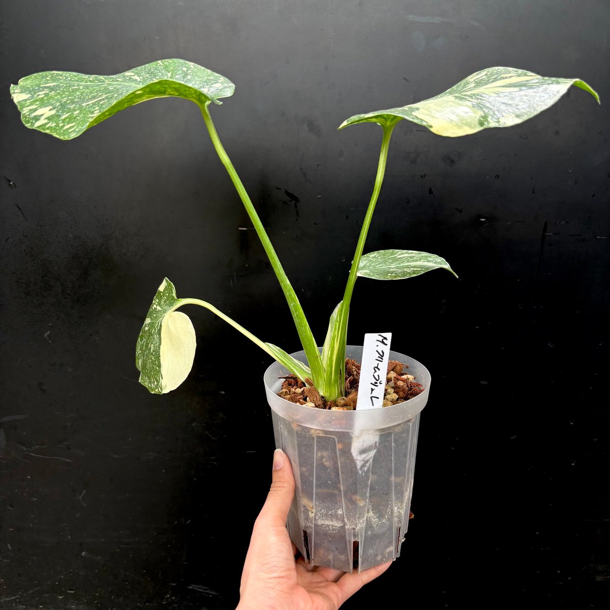 Monstera Creme Brulee クリームブリュレ Monstera 'Creme Brulee'(1点物:no.1) | hanatsumugi