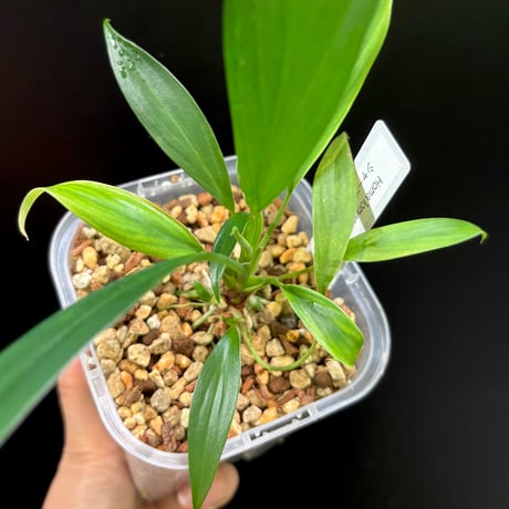 し*物様 Homalomena sp,\"鯖×月\" タグ付き 2025年最新】Yahoo!オークション -ホマロメナ homalomenaの中古