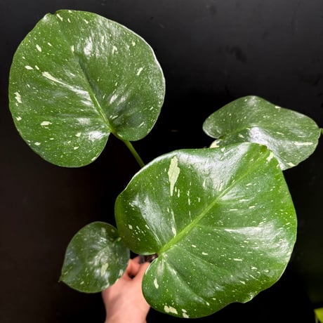 タイコンステレーション | STORES