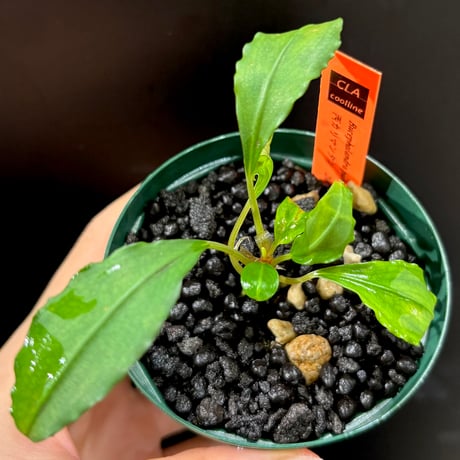 ブセファランドラ　バリエガータ　パウダー　2株 ブセファランドラ | STORES