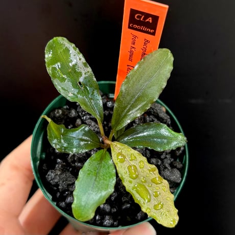 ブセファランドラ | STORES