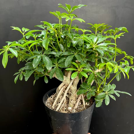 専用出品、ラフィドフォラ・テクルシバ（マングーカズラ） シェフレラ・アルボリコラ 専用出品、ラフィドフォラ・テクルシバ（マングーカズラ） シェフレラ