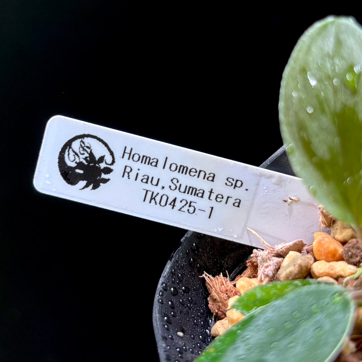 その他観葉植物 Homalomena rusdii Riau Sumatera TK0425-3 Homalomena