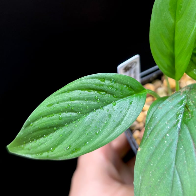 その他観葉植物 Homalomena rusdii Riau Sumatera TK0425-3 Homalomena