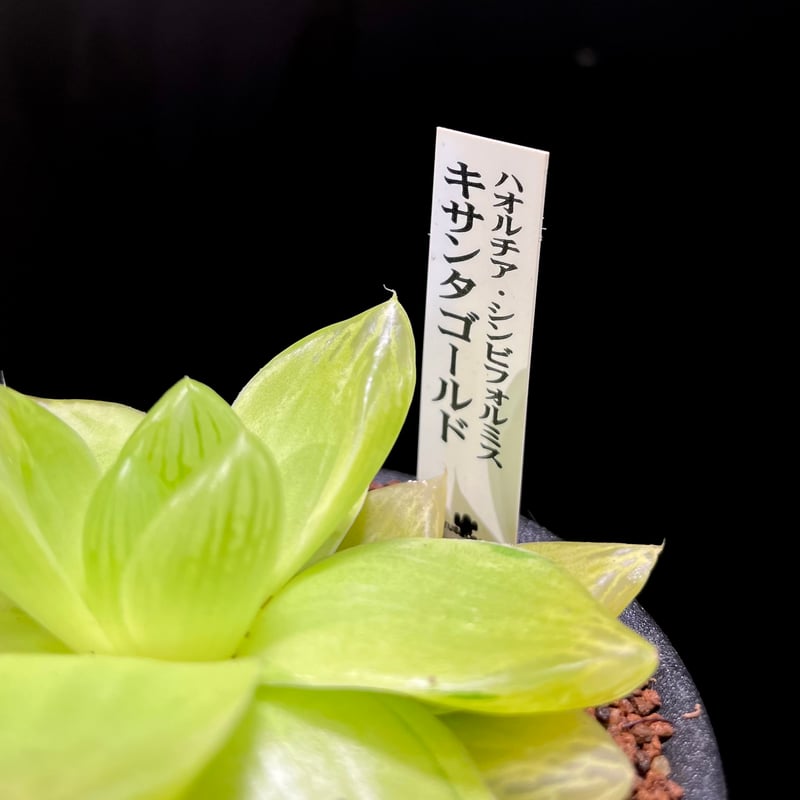 ハオルビ、ビハクシア ハオルチア・シンビフォルミス キサンタゴールド | hanatsumugi