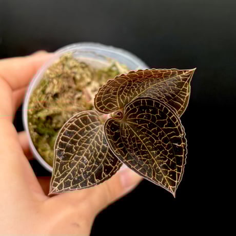 ジュエルオーキッド | STORES