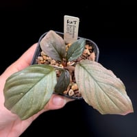 Homalomena sp. Riau, Sumatera TK0425-1【Homa-000