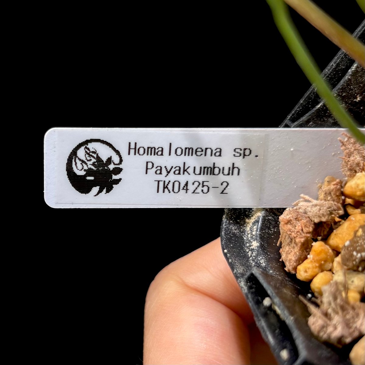 Homalomena sp. Payakumbuh TK0425-2【Homa-0018】 |
