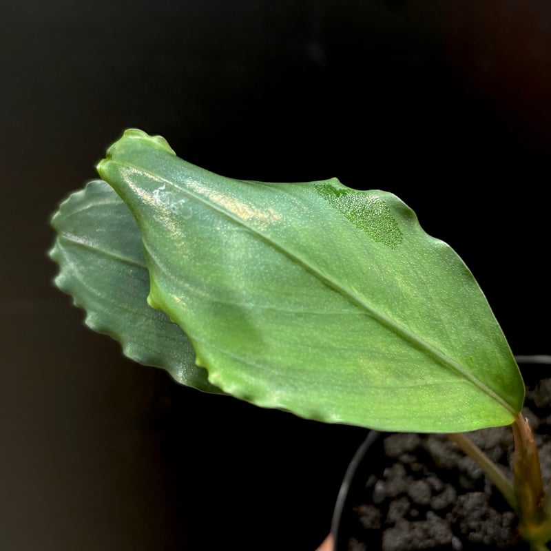 CLA】Bucephalandra sp. 