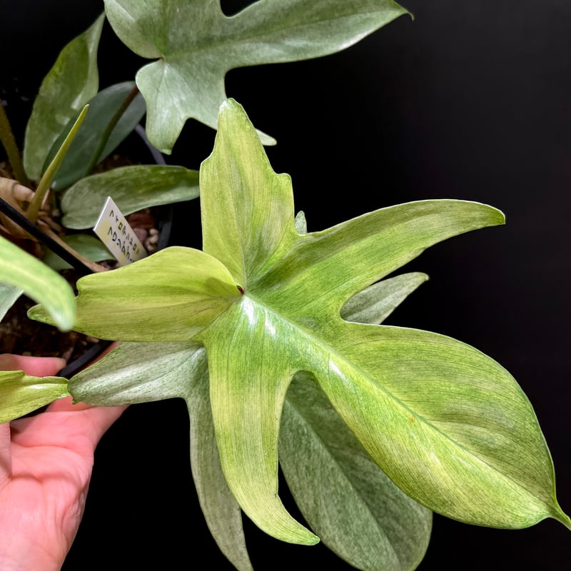 フィロデンドロン フロリダゴーストミント | hanatsumugi GREEN