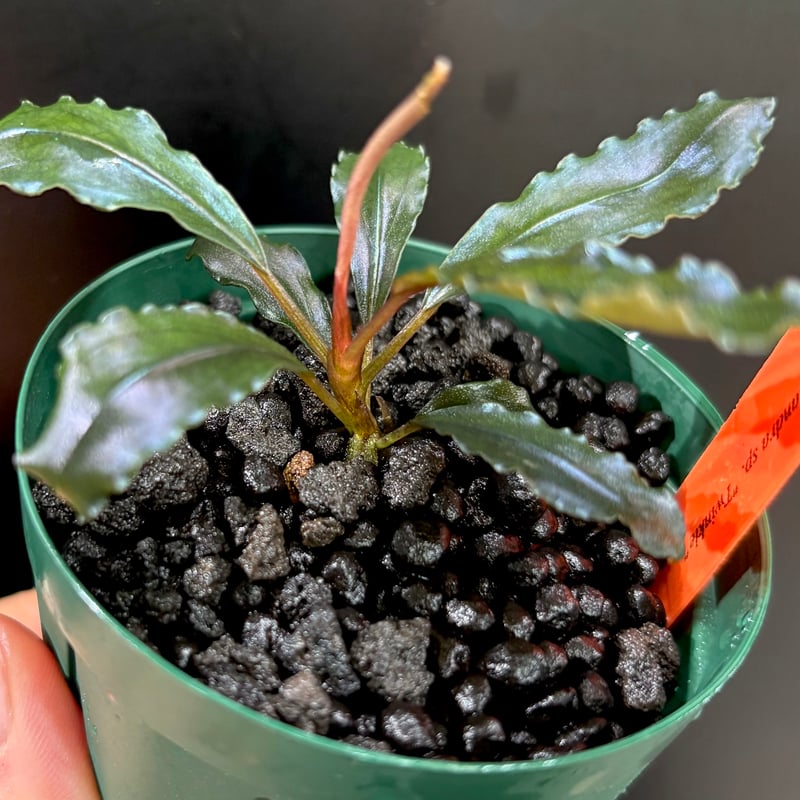 CLA】Bucephalandra sp. 