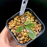 Homalomena sp. Sumatera Barat TK0425-1【Homa-000