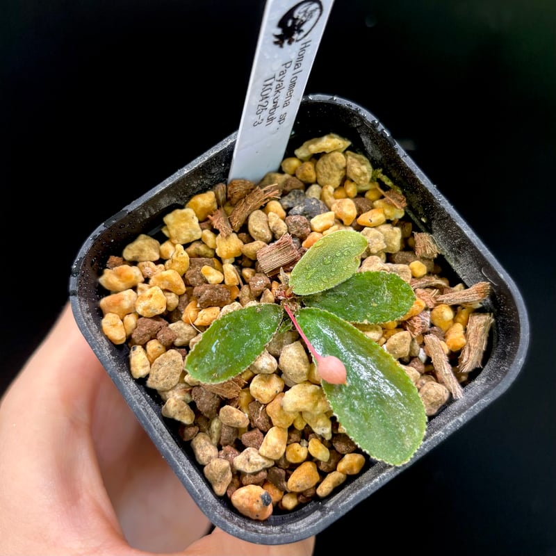 その他観葉植物 Homalomena rusdii Riau Sumatera TK0425-3 Homalomena