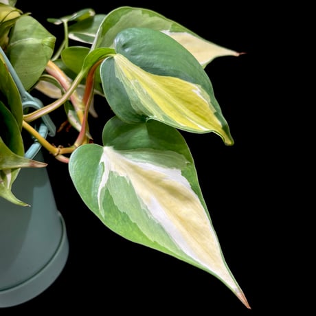 フィロデンドロン | STORES