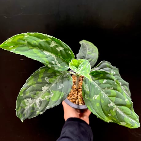 アグラオネマピクタム　LA便　LA0913-1SS aglaonema Yahoo!オークション - LA便 Aglaonema pictum tricolor しるば