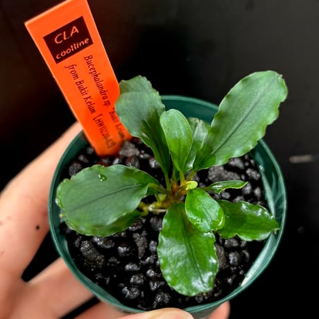 ブセファランドラ | STORES