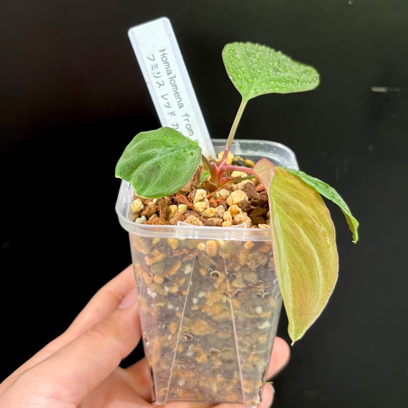 Homalomena aff. vitifolius 赤備 大きめ 特選株 Homalomena aff. vitifolius 赤備 大きめ 特選株