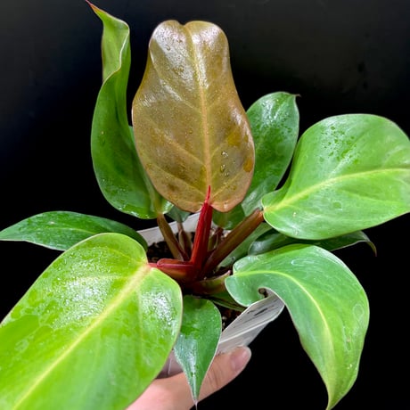 フィロデンドロン | STORES