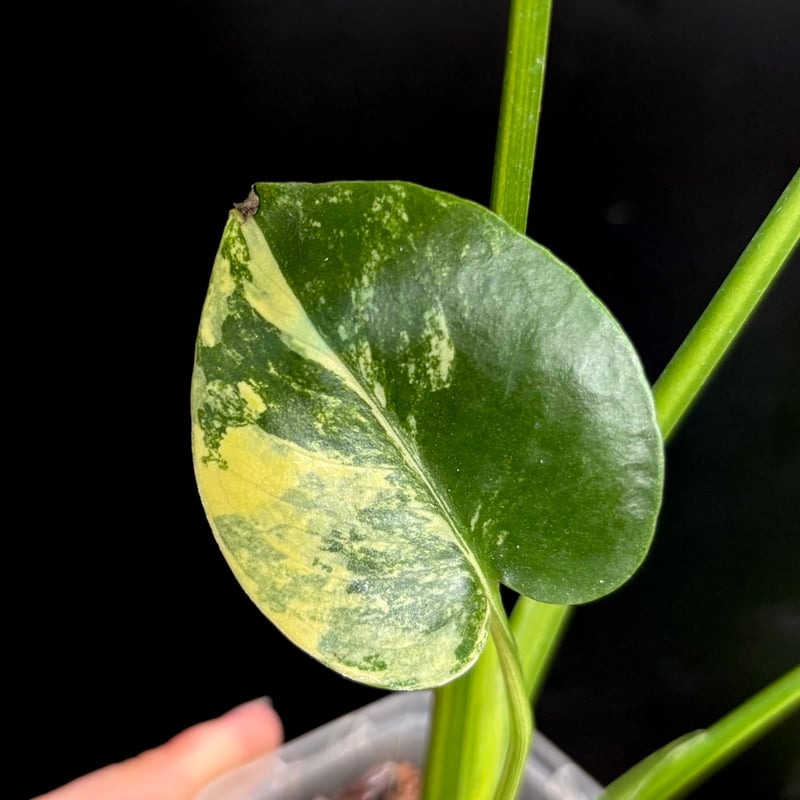 Monstera deliciosa 'Yellow Marilyn'(1点物:no.2) |