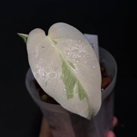 begonia | STORES