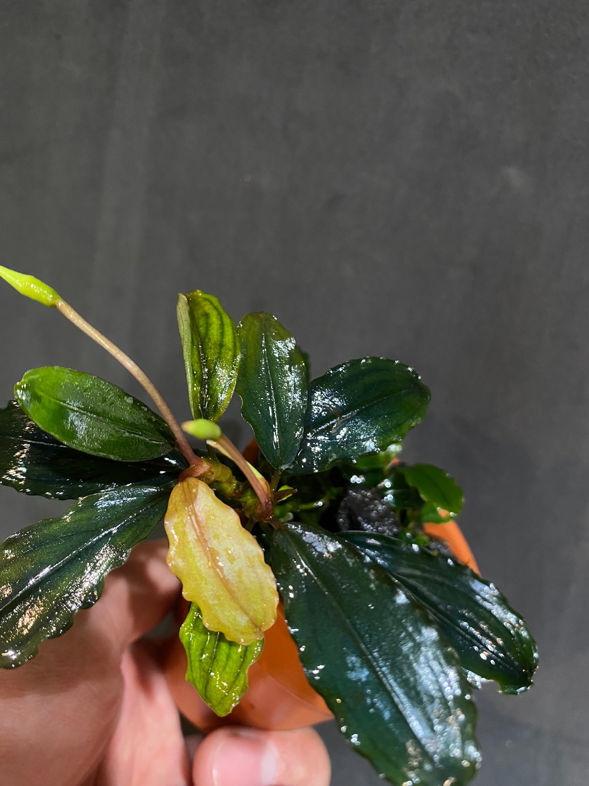 ブセファランドラ エメラルド 水草