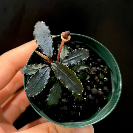 ブセファランドラ | STORES