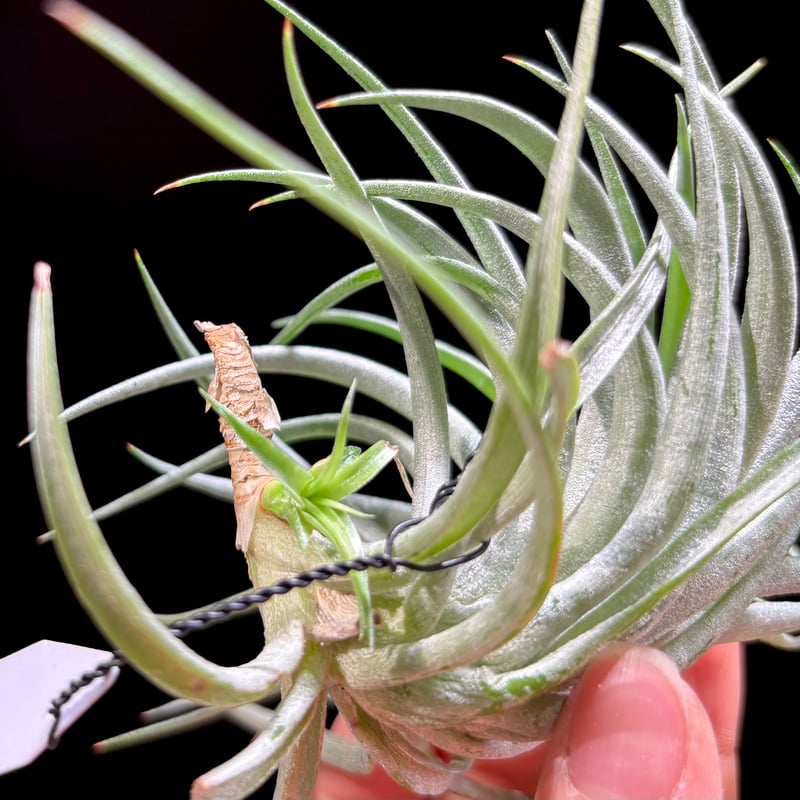 Tillandsia 'Bellissima'【Tila-0007】 | hanatsumug