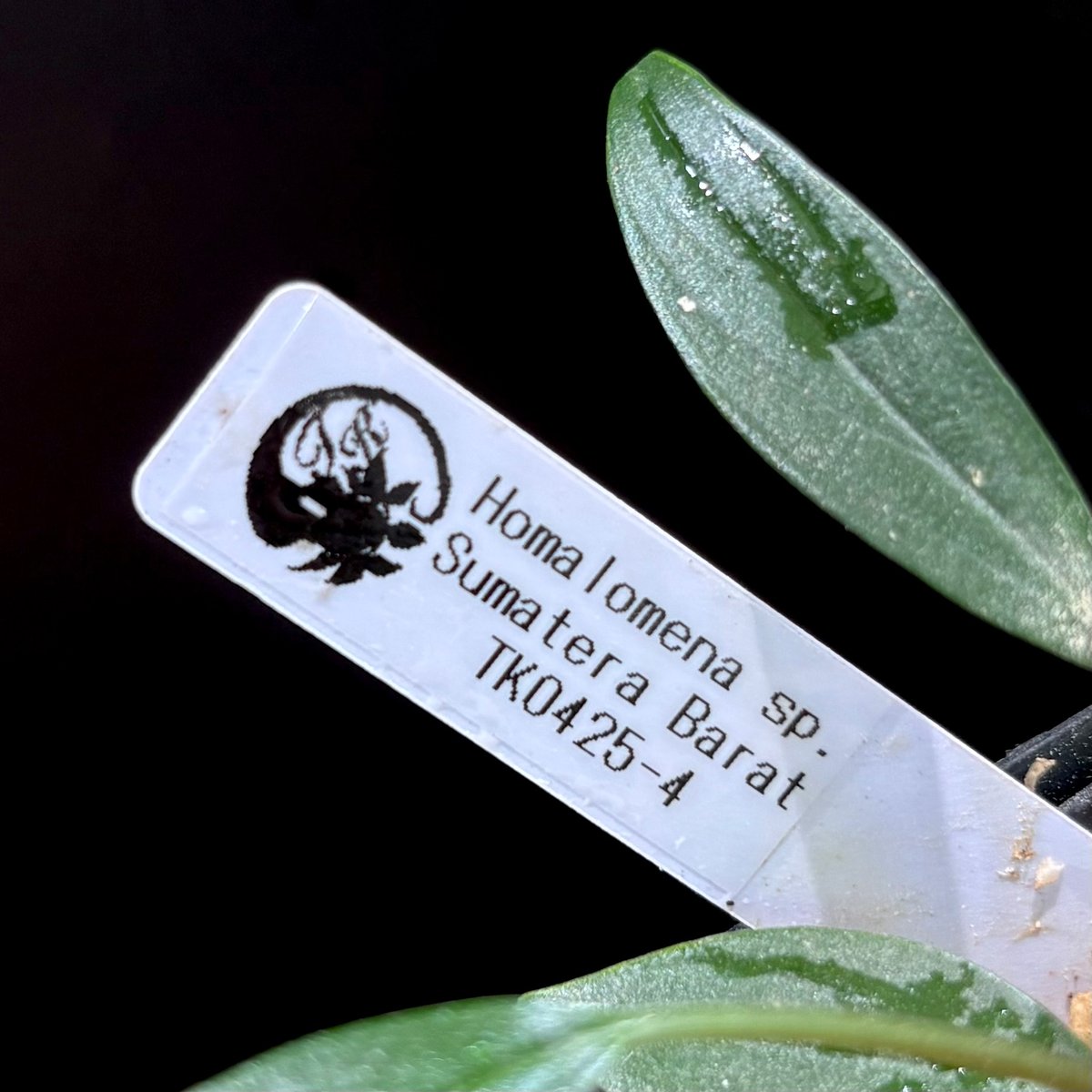 Homalomena sp. Sumatera Barat TK0425-4【Homa-001