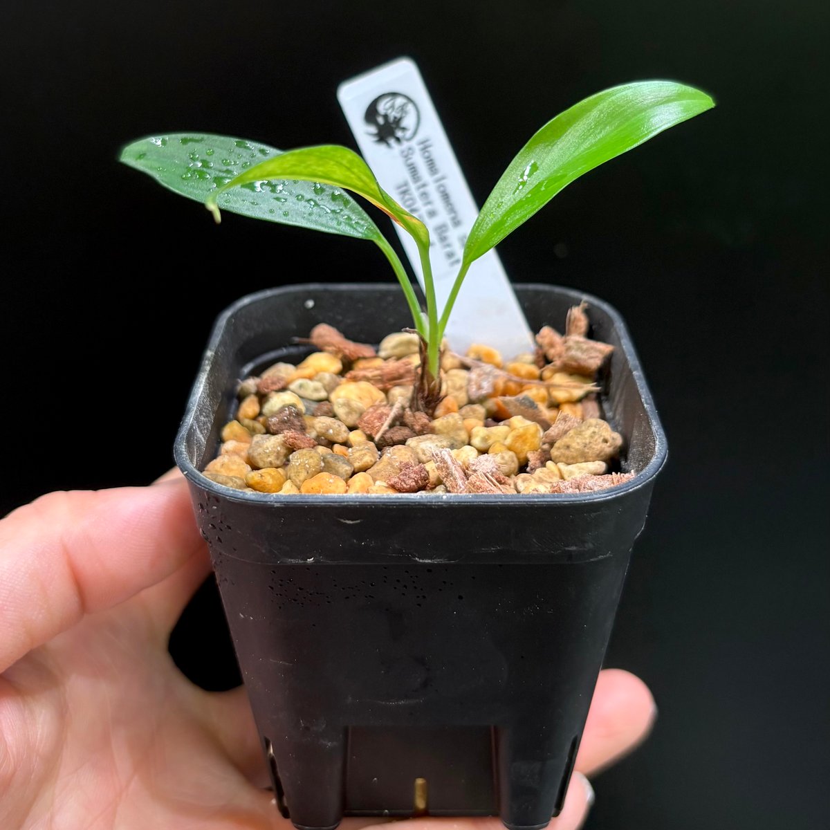 Homalomena sp. Sumatera Barat TK0425-4【Homa-001