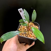 Homalomena sp. Payakumbuh TK0425-3【Homa-0002】 |