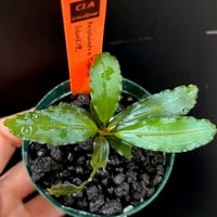 CLA】Bucephalandra sp. 