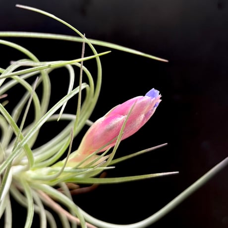 チランジア | STORES