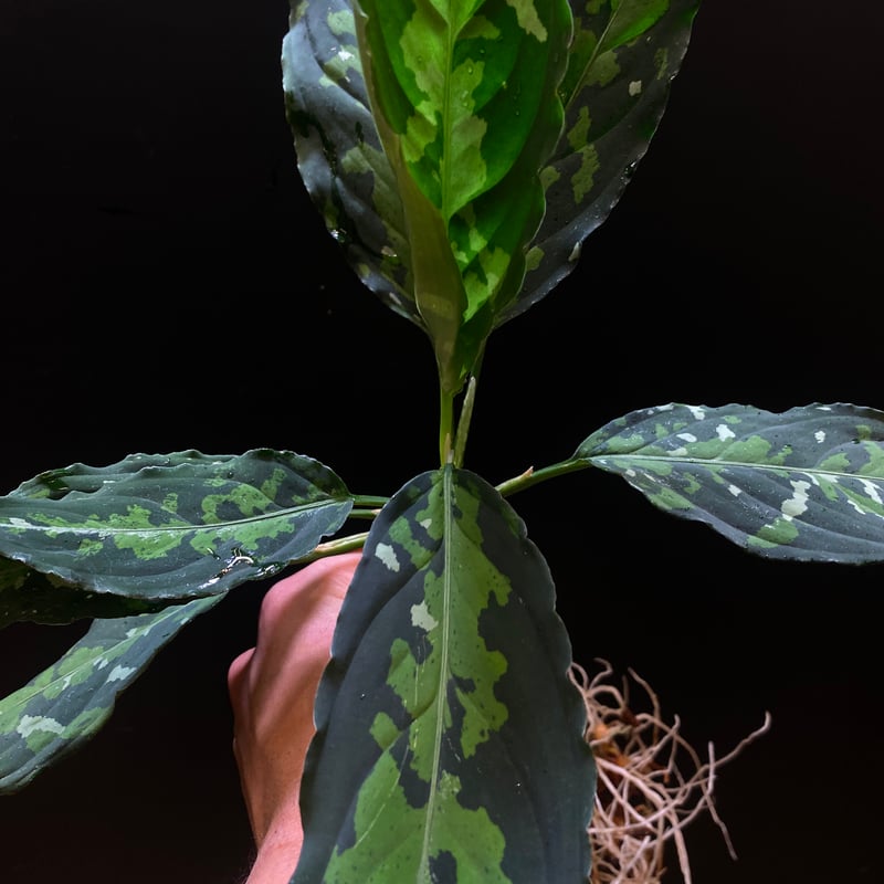 Aglaonema pictum ZP0815-20 | hanatsumugi GREEN