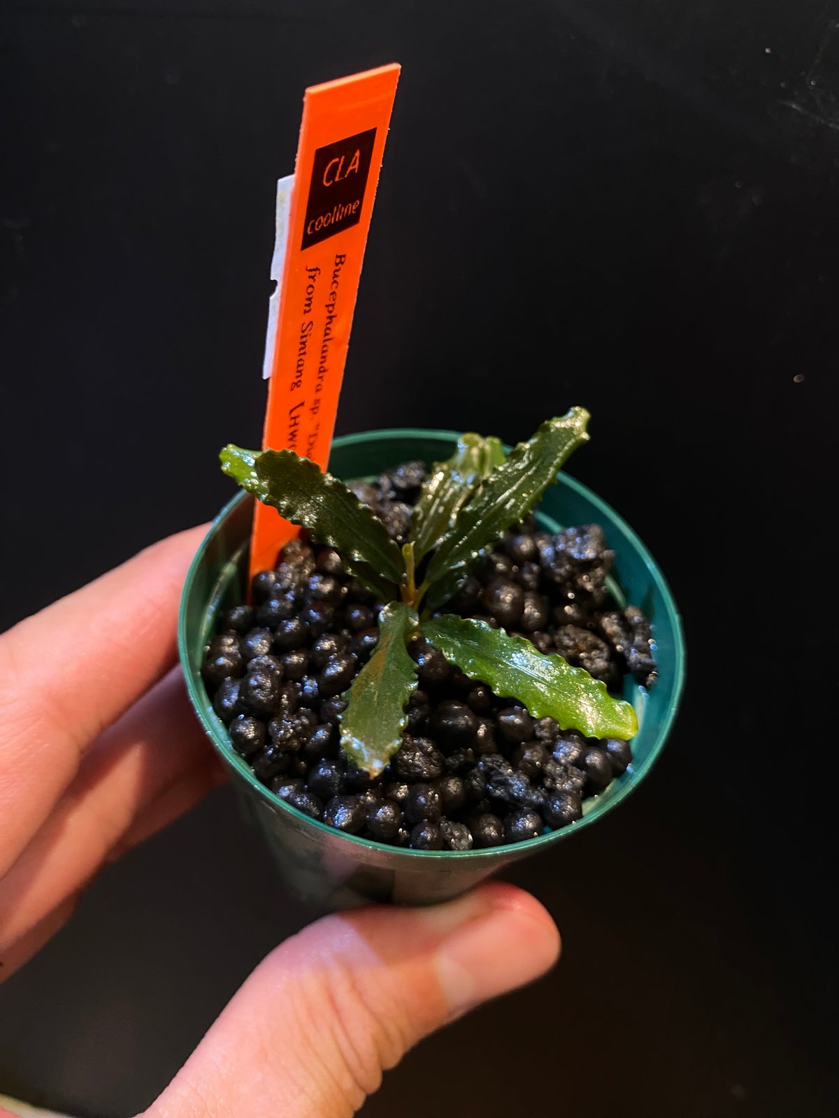 Bucephalandra.Diablo ブセファランド ラ ディアブロ Bucephalandra sp