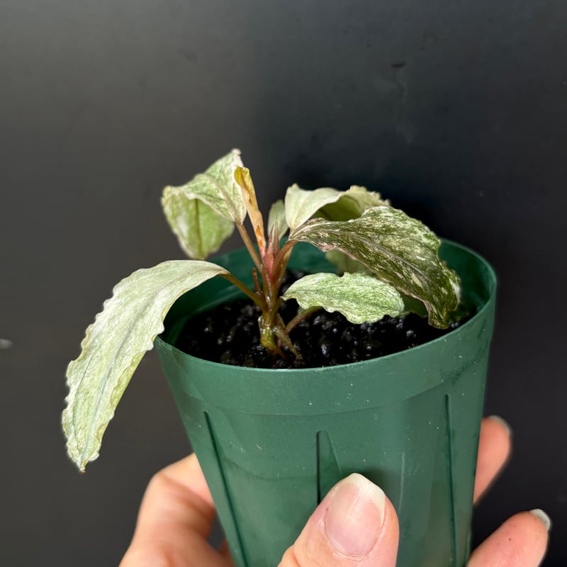 水草 Bucephalandra sp. Pink Variegata 水草 Bucephalandra sp. Varigata Pink Bucephalandra sp.