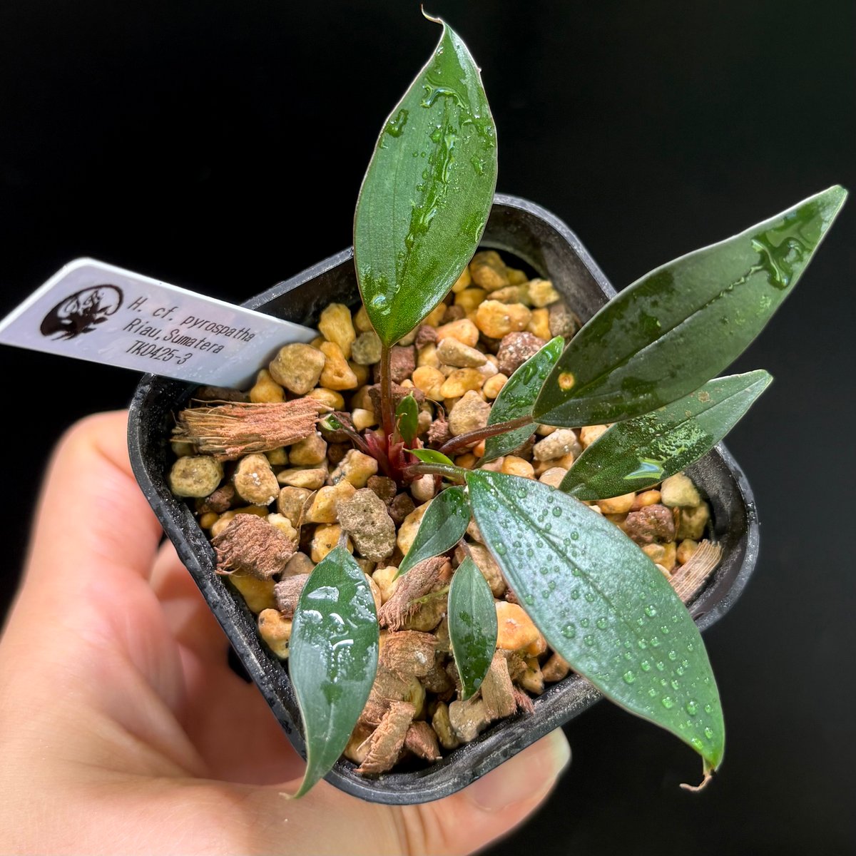 その他観葉植物 Homalomena rusdii Riau Sumatera TK0425-3 H. cf. pyrospatha Riau, Sumatera TK0425-3【Homa-
