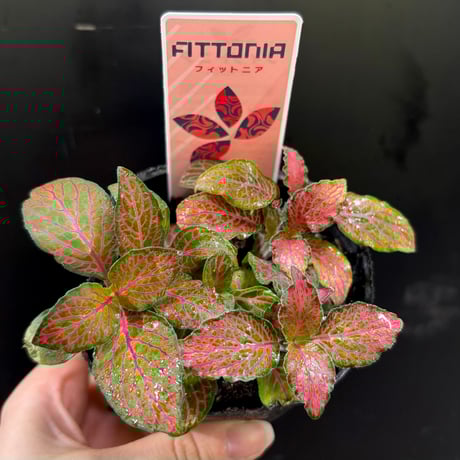 フィットニア　各色