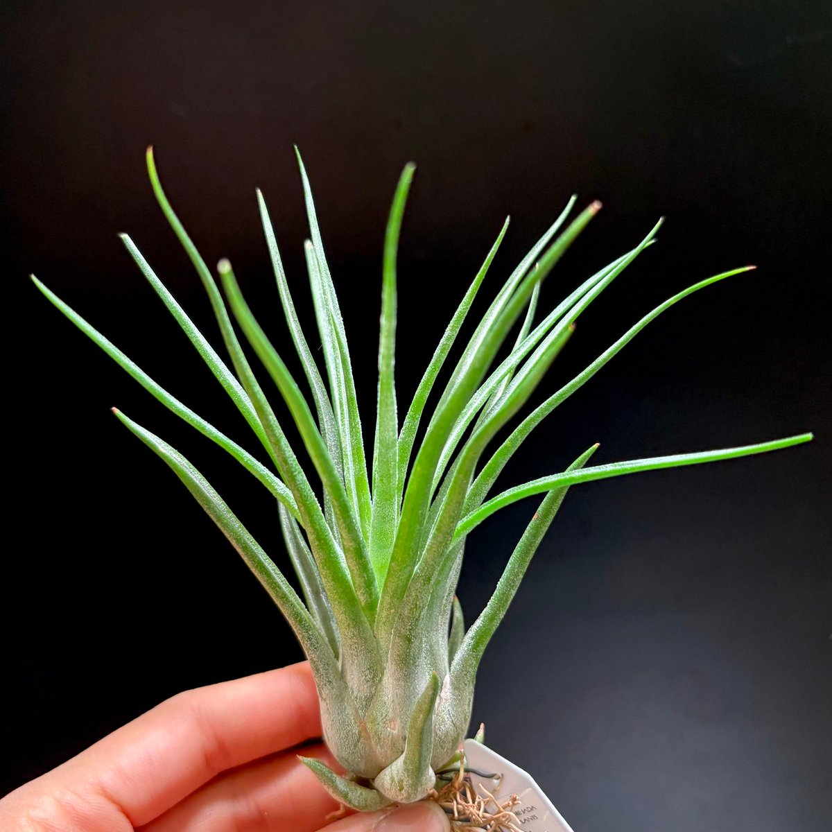 T.ionantha 'Fire of Tinco' × T.bulbosa 'Belize'